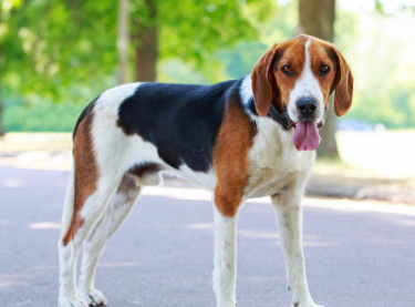 美国猎狐犬性情怎么样啊