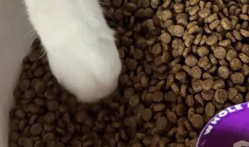 壹萌猫粮质量好不好? 壹萌猫粮质量好不好?