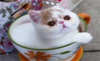 今日科普：茶杯猫能活多长时间？