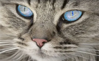 猫咪为什么总会眯眯眼