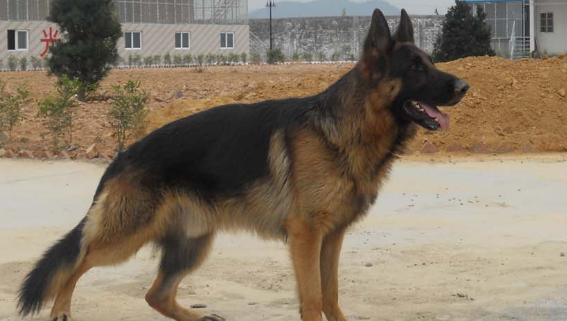 护卫犬好不好养? 护卫犬好不好养?