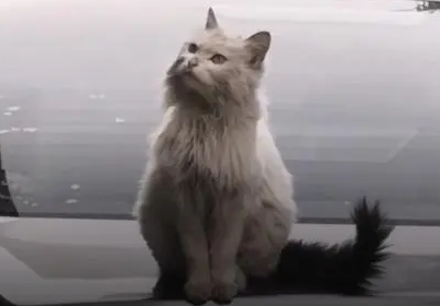 雪里拖枪猫有多罕见呢 雪里拖枪猫有多罕见呢