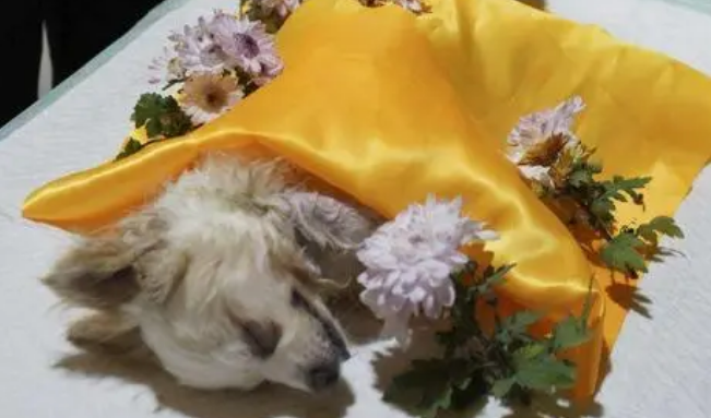 融资丨宠物殡葬服务商派氦闻宠物获数百万元天使轮融资 融资丨宠物殡葬服务商派氦闻宠物获数百万元天使轮融资