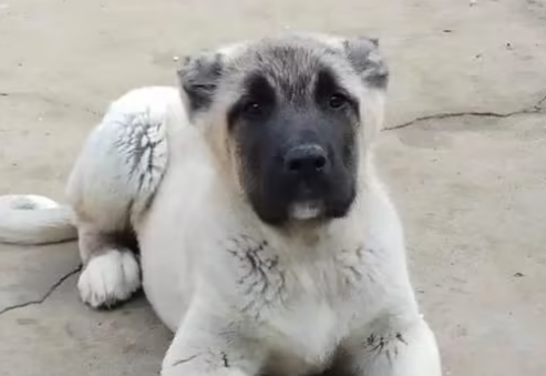 坎高犬与狼打架视频 坎高犬与狼打架视频