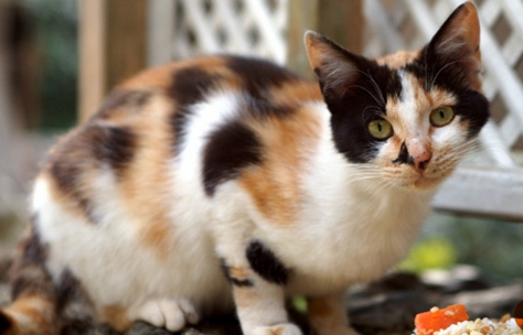三花猫吉利吗 三花猫吉利吗