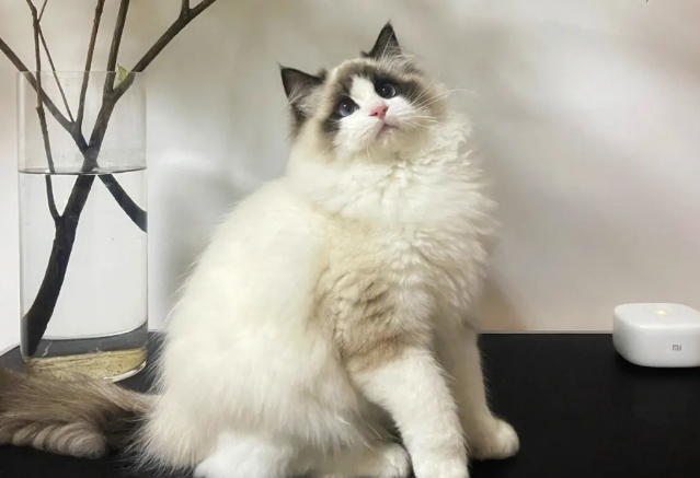 布偶猫怎么养比较好 布偶猫怎么养比较好