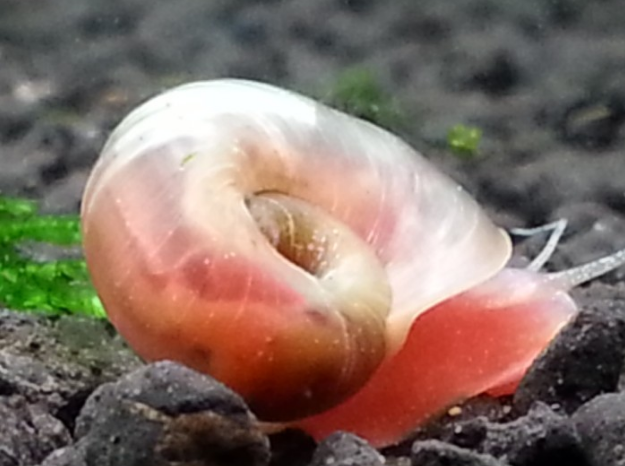苹果螺吃水草吗
