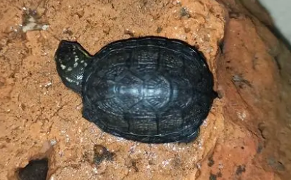养头盔龟经验分享