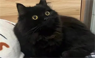 玄猫的特征有哪些?你知道吗