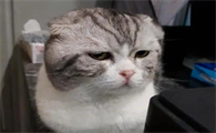 猫咪心情不好是因为什么原因