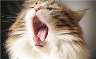 猫咪晚上为什么会对主人叫呢