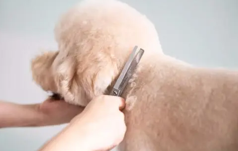 派克瑞Petlot狗狗梳子怎么样？