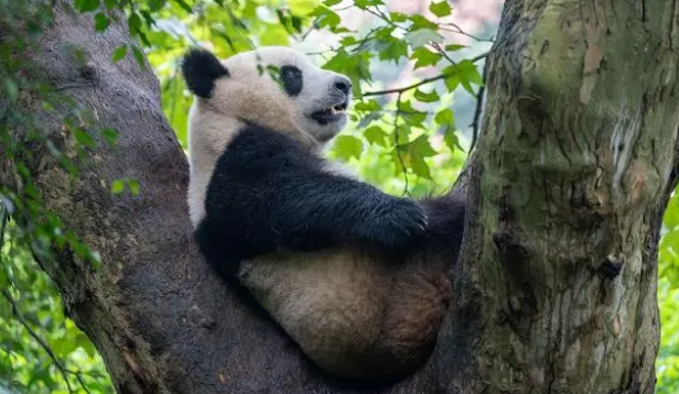 私自投喂！两名游客被终身禁止参观成都大熊猫基地