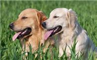怎么识别正宗金毛犬