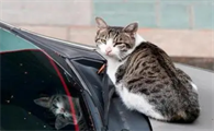 猫咪为什么总往车上爬呢