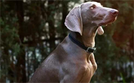 霍夫瓦尔特犬怎么养最好?来了解下吧
