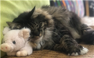 猫咪为什么喜欢上笼子啊