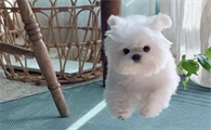 为什么狗狗会得肿瘤病毒呢
