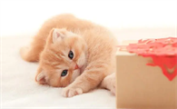 猫咪为什么有蒜瓣毛呢
