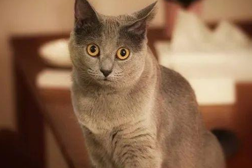 沙特尔猫如何护理？