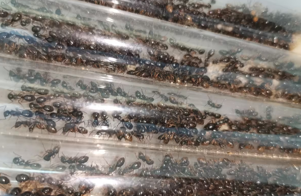蚂蚁饲养新手入门知识是什么？来看看吧
