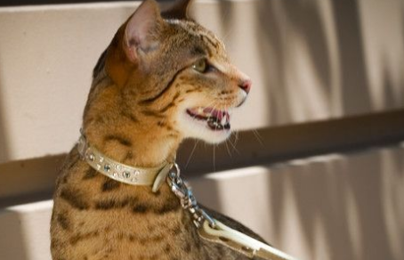 阿瑟拉猫好不好养？怎么养？