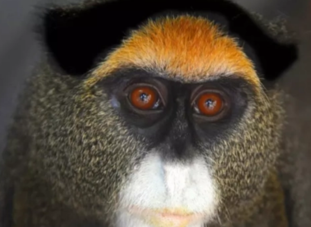 你们说,雷猴是什么猴子?