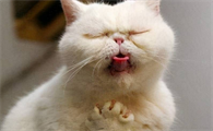 猫吐了黄色的呕吐物应该怎么办