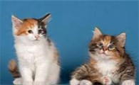 2个月的小猫有猫癣怎么办？