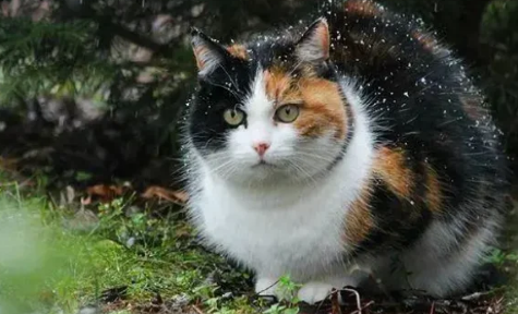 中国招财猫原型是什么
