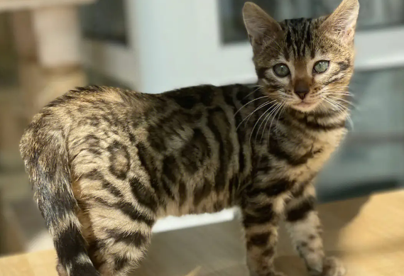孟加拉豹猫不建议养 孟加拉豹猫不建议养
