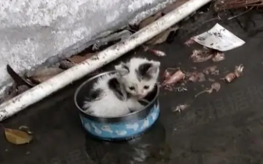 暴雨中的流浪小猫,躲在罐子里瑟瑟发抖,把人类给的塑料箱当成家 暴雨中的流浪小猫,躲在罐子里瑟瑟发抖,把人类给的塑料箱当成家
