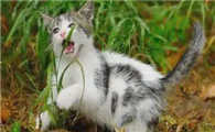 猫咪为什么老是爱抓土地呢
