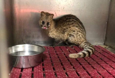 麝香猫能养吗