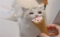 猫咪为什么害怕进被窝里