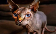 猫咪为什么会自己排便呢怎么回事