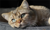 猫咪喜欢主人摸爪子为什么
