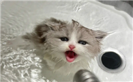 猫绝育后多久可以洗澡呢？