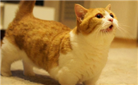 短腿猫是什么品种呢？