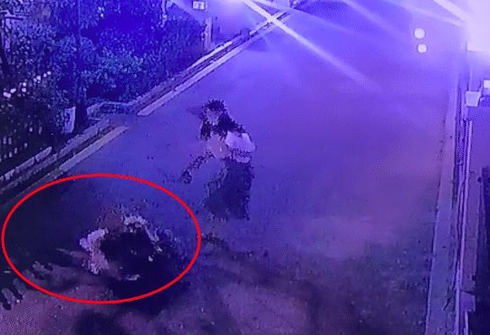 没拴绳的柴犬冲向秋田犬咬,结果被反杀了,主人自知理亏没追究! 没拴绳的柴犬冲向秋田犬咬,结果被反杀了,主人自知理亏没追究!