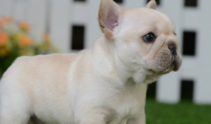 法国斗牛犬的抵抗力怎么样