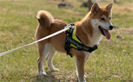 上班族怎么养宠物