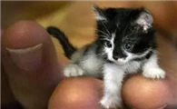 皮堡斯猫是什么样的猫咪，怎么养？