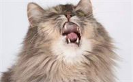 猫咪频繁打喷嚏是什么原因啊?