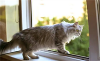 猫咪为什么会害怕风吹呢