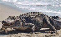 西半球最大的鳄鱼：美洲短吻鳄重达300公斤