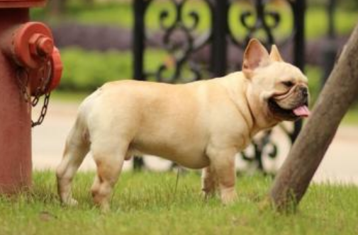 法国斗牛犬多大可以断奶