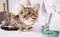 猫瘟有潜伏期吗是多久啊