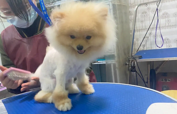 如何给博美剪毛 如何给博美剪毛