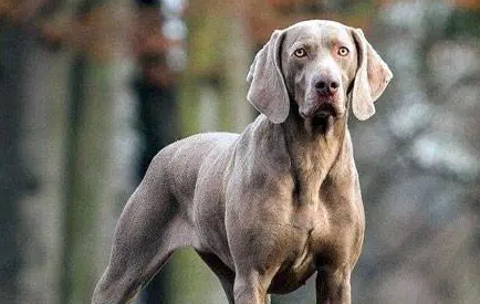 威玛猎犬打猎怎么样好不好